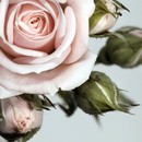 תמונת טפט XL ורד גדול